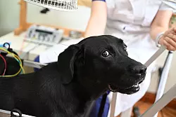 Shilius Herrchen brachte die H&uuml;ndin wegen Problemen mit den Hinterbeinen in das Beijing Guanshang Tierkrankenhaus. - &copy; Johannes Neudecker/dpa