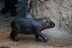 Toni isst am liebsten Erdnüsse. - © Carsten Koall/dpa