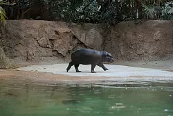 Zwergflusspferde sind gar nicht so schleimig, wie man denkt, sagt Tonis neuer Tiepfleger. - © Carsten Koall/dpa