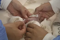 Die Pfoten des kleinen Pandas sind winzig. - &copy; ---/Zoo Berlin/dpa