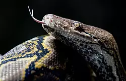 Auch eine bestimmte Phobie, etwa die Angst vor Schlangen, kann eine Panikattacke ausl&ouml;sen. (Archivfoto) - &copy; Axel Heimken/dpa