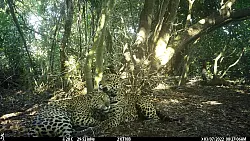 Es wurden wieder Jungtiere geboren und es kamen viele Jaguare aus anderen Regionen hinzu. - © ---/Global Change Biology/dpa