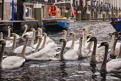 Helfer treiben mit einem Boot die Schw&auml;ne auf der Alster zusammen. - &copy; Ulrich Perrey/dpa
