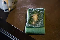 Schritt 1: Etwas Salz auf einen Schwamm streuen. - © Christin Klose/dpa-tmn