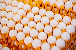 Die Großhandelspreise für Eier steigen - beim Verbraucher kommt das aber vorerst nicht an. (Symbolfoto) - © Hauke-Christian Dittrich/dpa