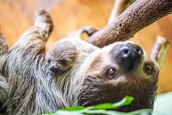 Dass Faultiere faul erscheinen liegt vor allem an ihrer Ern&auml;hrung. Dadurch sind sie gezwungen, sich m&ouml;glichst wenig zu bewegen. (Archivbild) - &copy; Lino Mirgeler/dpa
