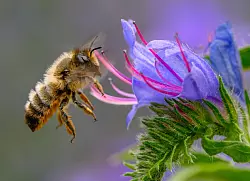 Flei&szlig;ige Bienchen? Die gestreiften Insekten sind jedoch gar nicht so t&uuml;chtig, wie man meint. (Archivbild) - &copy; Patrick Pleul/dpa