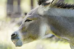 Im Gegensatz zu Pferden sind Esel keine Fluchttiere und k&ouml;nnen durchaus gelassen sein. (Archivbild) - &copy; Uwe Anspach/dpa