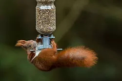 An sonnigen Tagen sind Eichhörnchen auch im Winter unterwegs und freuen sich über Nüsse und Samen. - © Ulrich Perrey/dpa/dpa-tmn