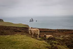 Auf den Shetlandinseln leben Schafe von elf verschiedenen Rassen. Aus ihren Fellen lässt sich Wolle in über 30 Farbnuancen herstellen. - © Verena Wolff/dpa-tmn