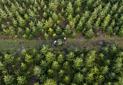 Am besten kauft man den Weihnachtsbaum regional - besonders frisch ist die Tanne, wenn man sie direkt auf der Plantage selbst schlägt. - © Julian Stratenschulte/dpa/dpa-tmn