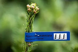 Nadelt nicht und hält lange - Nordmanntannen sind bei vielen Leuten beliebt. - © Rolf Vennenbernd/dpa/dpa-tmn