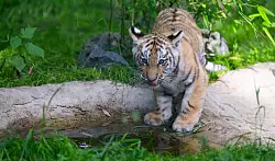 Durstig: Einer der beiden knapp drei Monate alten Sibirischen Tiger schlabbert Wasser. - &copy; Philipp Schulze/dpa