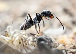 Die Ameisen sind nur weniger Millimeter gro&szlig;. (Archivbild) - &copy; Uli Deck/dpa