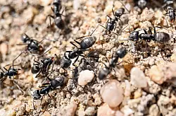 Die Ameisenart Tapinoma magnum breitet sich Experten zufolge in Deutschland aus. (Archivbild) - &copy; Uli Deck/dpa