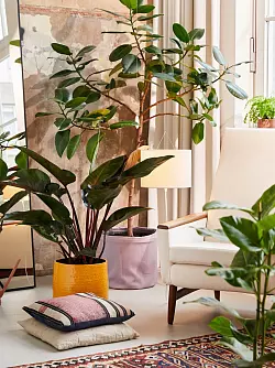 Gro&szlig;e Zimmerpflanzen schaffen im Wohnzimmer ein harmonisches und lebendiges Ambiente. - &copy; Plants & Flowers Foundation Holland/dpa-tmn