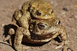 Ein Kr&ouml;tenp&auml;rchen bewegt sich &uuml;ber einen Wanderweg zum Laichplatz. &Uuml;blicherweise tragen die Weibchen dabei die M&auml;nnchen auf dem R&uuml;cken. - &copy; Matthias Bein/dpa-Zentralbild/dpa