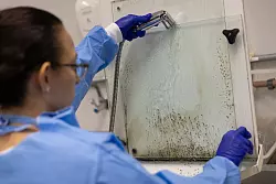 Larven von Gelbfieberm&uuml;cken, die mit Wolbachia-Bakterien modifiziert wurden, werden im Labor des brasilianischen Instituts Fiocruz in Rio de Janeiro im Kampf gegen Dengue-Fieber gefiltert. (Archivbild) - &copy; Fernando Souza/dpa