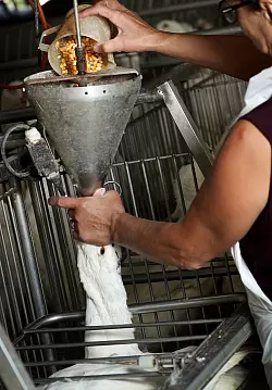 Gänse werden für die Produktion von Foie Gras (Stopfleber) mit Nahrungsbrei gestopft. (Archivbild) - © Virginie Lefour/BELGA/dpa