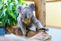 Schon alt und doch putzmunter: Koala-Männchen Irwin lebt hinter den Kulissen des Zoos - © Christoph Reichwein/dpa