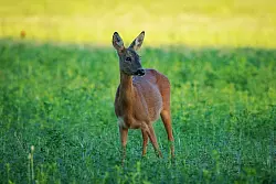 Rehe knabbern gern an jungen B&auml;umen. Das ist ein Problem f&uuml;r die Aufforstung. - &copy; Soeren Stache/dpa