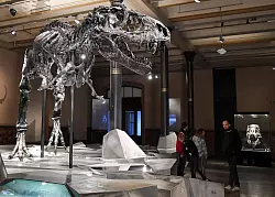 Einen Gro&szlig;teil seines Lebens verbrachte der T. rex wohl damit, mit kleineren Raubtieren um Nahrung zu konkurrieren. - &copy; Jens Kalaene/dpa-Zentralbild/dpa