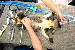 Bisher konnten Tier&auml;rzte den ikonischen Beuteltieren oft nicht helfen - der Impfstoff soll das &auml;ndern. - &copy; Darren England/AAP/dpa