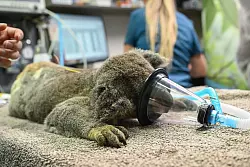 Chlamydien haben bei Koalas oft verheerende Auswirkungen. - &copy; Darren England/AAP/dpa