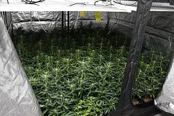 In Duisburg stießen die Fahnder auf eine professionelle Cannabis-Plantage. - © -/Polizei Duisburg/dpa