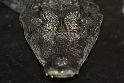 Kaiman Sammy hatte es 1994 zum Star des medialen Sommerloches gebracht, als er seinem Besitzer bei einem Ausflug entwischt war. - &copy; Boris Roessler/dpa