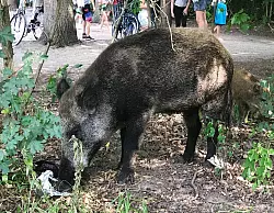 Ein Wildschwein schnuppert auf der Badewiese am Teufelssee: Hier klaute ein Wildschwein eine T&uuml;te inklusive Laptop. - &copy; Fernando Gutierrez/dpa