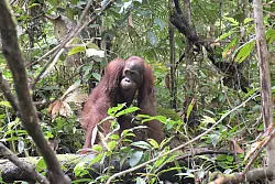 Orang-Utan Ben bei seiner Auswilderung im Bukit Baka Bukit Raya Nationalpark in Zentral-Kalimantan. - &copy; BOS Foundation/dpa