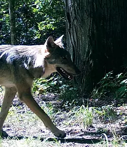 W&ouml;lfe behalten ihre Furcht vor Menschen auch dort, wo sie unter Schutz stehen. - &copy; Dries Kuijper/University of Western Ontario/dpa