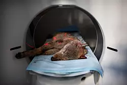 Tote W&ouml;lfe kommen in einen Forschungs-Computertomographen, um die Todesursache zu ermitteln. - &copy; Marielle van Uitert/Leibniz-IZW/dpa