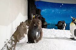 Der Pinguin begeistert Social-Media-User in aller Welt. - &copy; -/Sea Life Melbourne Aquarium/dpa