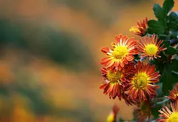 Chrysanthemen in sattem Orange setzen im Herbstbeet leuchtende Akzente. - © Patrick Seeger/dpa/dpa-tmn