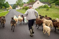 Begegnung auf der Radstrecke in Oberdrosen: laufender Hirte und seine Schafe. - © Andreas Drouve/dpa-tmn