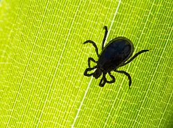 Anders als bei Borreliose gibt es bei FSME die Möglichkeit, sich durch eine Impfung zu schützen. - © Patrick Pleul/dpa/dpa-tmn