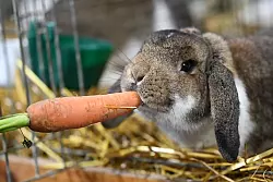 Ein Zwergwidder wird auf der Bundeskaninchenschau in Kassel mit einer M&ouml;hre gef&uuml;ttert. - &copy; Uwe Zucchi/dpa