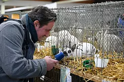 Ein Radioreporter versucht auf der Bundeskaninchenschau einem Zwergschecken einen O-Ton zu entlocken. - &copy; Uwe Zucchi/dpa