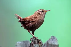 Kritisch wird es vor allem f&uuml;r kleine Tiere schnell. (Archivbild) - &copy; -/NABU/dpa