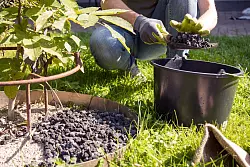 Mineralischer Mulch wie Lavamulch kommt direkt bei der Neupflanzung auf den Boden. - &copy; Christin Klose/dpa-tmn