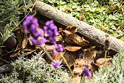 Laub eignet sich hervorragend als organisches Mulchmaterial. - &copy; Christin Klose/dpa-tmn