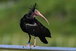 Der Waldrapp gilt laut Roter Liste der bedrohten Arten weltweit als stark gef&auml;hrdet. (Archivbild) - &copy; Felix K&auml;stle/dpa