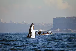 Im Angesicht des Riesen: Auch direkt aus Sydney legen Boote zu Beobachtungstouren im Pazifik ab. - © Whale Watching Sydney/dpa-tmn