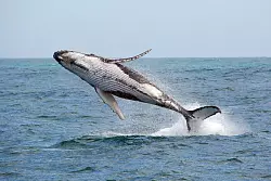 Was für ein Anblick: Ein Buckelwal springt aus dem Wasser und zeigt sich in seiner ganzen Pracht. - © Whale Watching Sydney/dpa-tmn