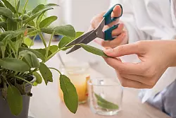 Salbei ist ein Hausmittel, das auch bei Mandelentz&uuml;ndungen willkommene Linderung bringen kann. - &copy; Christin Klose/dpa-tmn