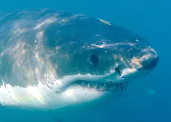 Wei&szlig;e Haie gelten als die gef&uuml;rchtesten Raubfische der Welt. (Symboldbild) - &copy; Helmut Fohringer/EPA/dpa