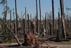 Ein Kiefernwald in Mississippi wurde durch einen Tornado zerstört. - © Rogelio V. Solis/AP/dpa