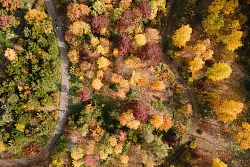 Gelb, orange, rot: Die W&auml;lder haben im Herbst einen ganz eigenen Reiz, denn das Laub der B&auml;ume verf&auml;rbt sich. (Archivbild) - &copy; Sebastian Kahnert/dpa